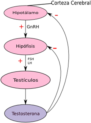 Esteroidogenesis testicular ppt