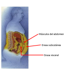 Grasa visceral, grasa subcutánea, músculos del abdomen, ubicación de
